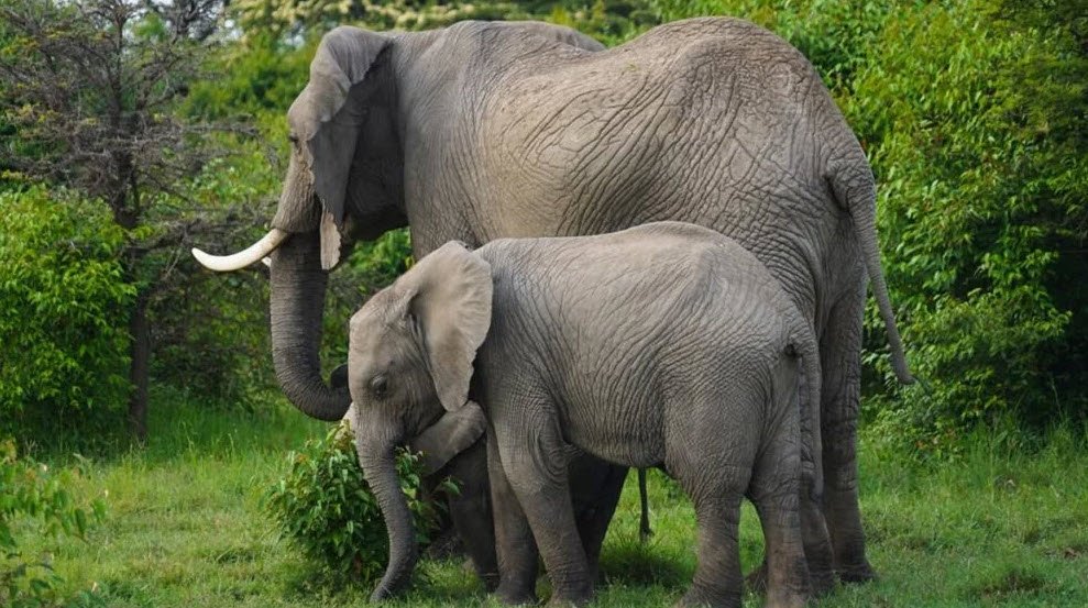 Mayurjharna Elephant Reserve, Paschim Medinipur (West Medinipur), West Bengal - Vushii.com Mayurjharna Elephant Reserve, Paschim Medinipur (West Medinipur), West Bengal - Vushii.com